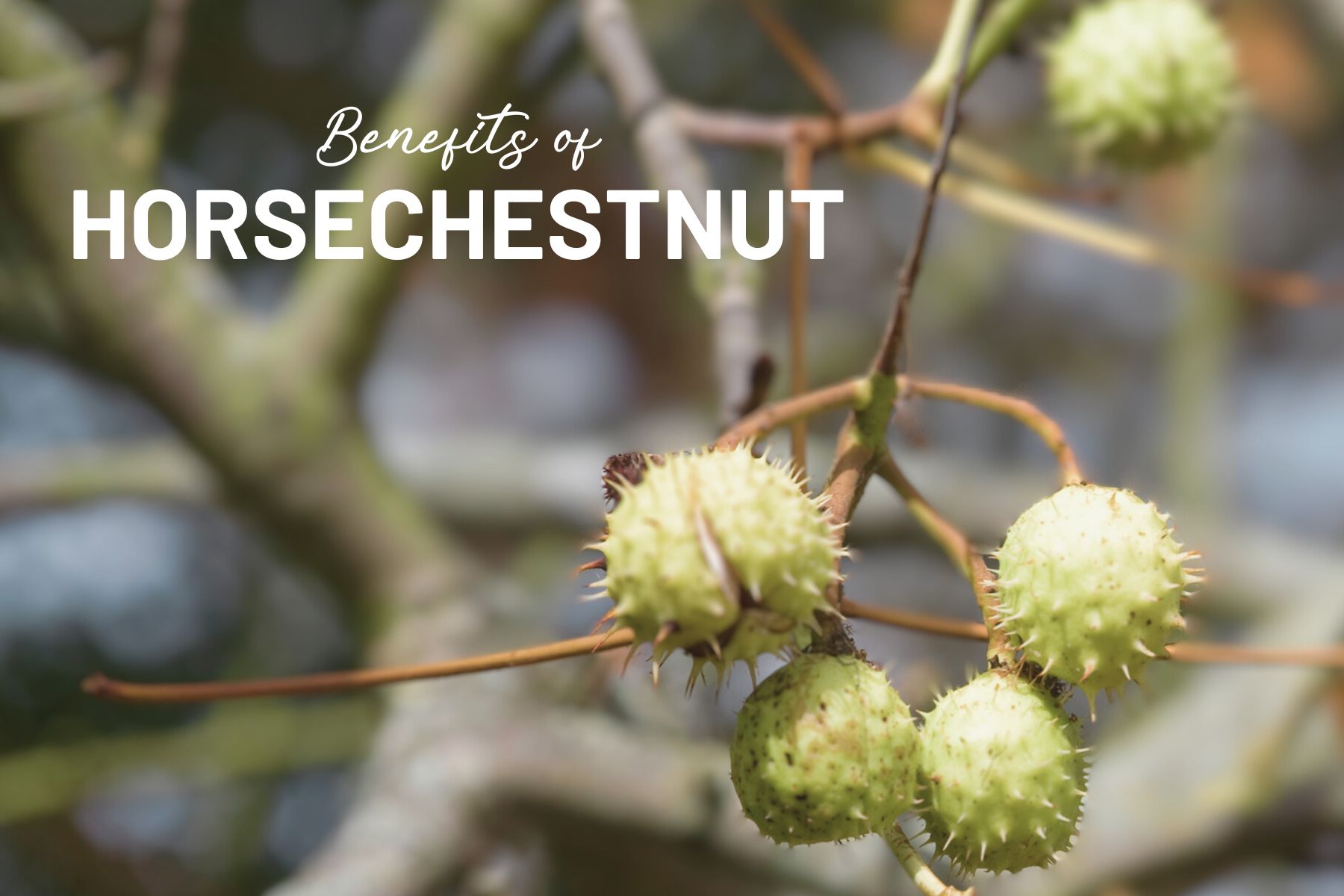 A Glimpse at the Magic: Discover the Incredible Benefits of Horsechestnut Extract Supplement!