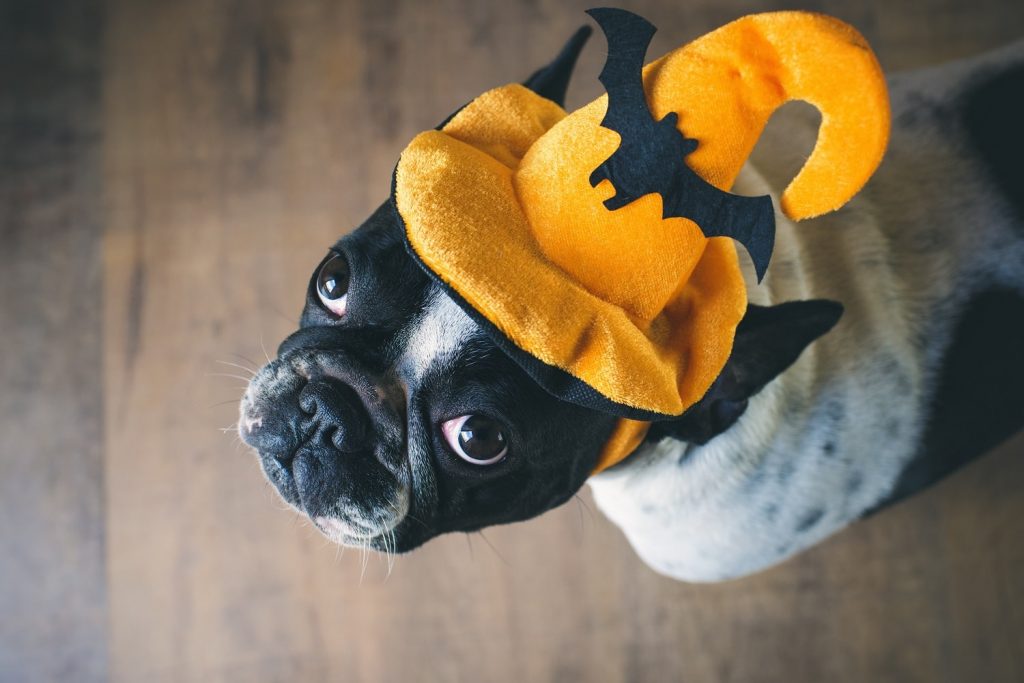 6 Ways to Make Halloween Easier on Pets